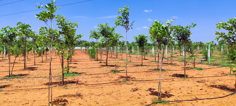  Agricultural Land 9600 Sq.ft. for Sale in Cheyyur, Chengalpattu