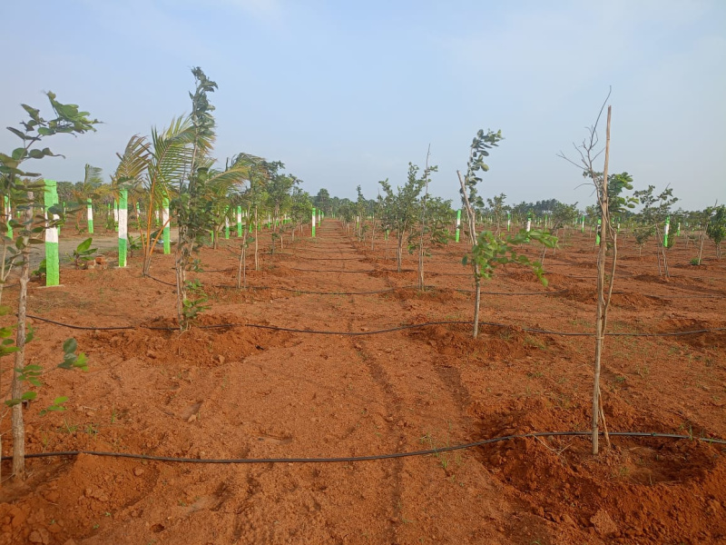  Agricultural Land 9600 Sq.ft. for Sale in Edaikazhinadu, Kanchipuram