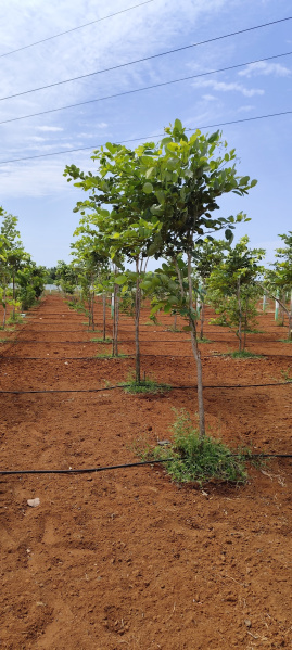  Agricultural Land 10000 Sq.ft. for Sale in Chithamur, Kanchipuram