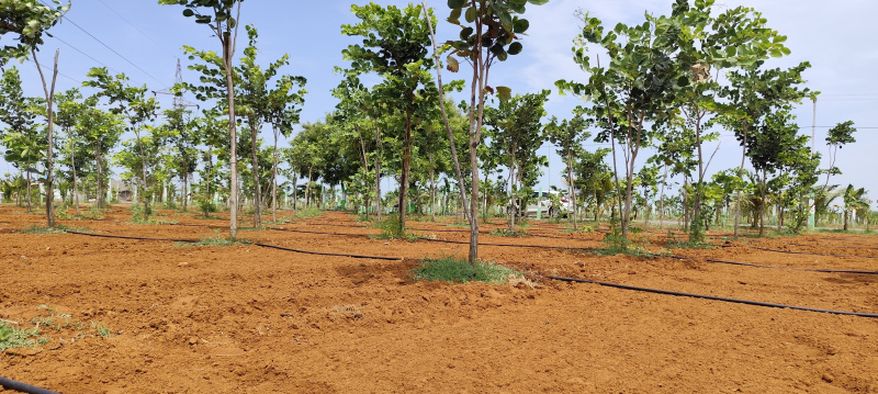  Agricultural Land 10000 Sq.ft. for Sale in Cheyyur, Kanchipuram