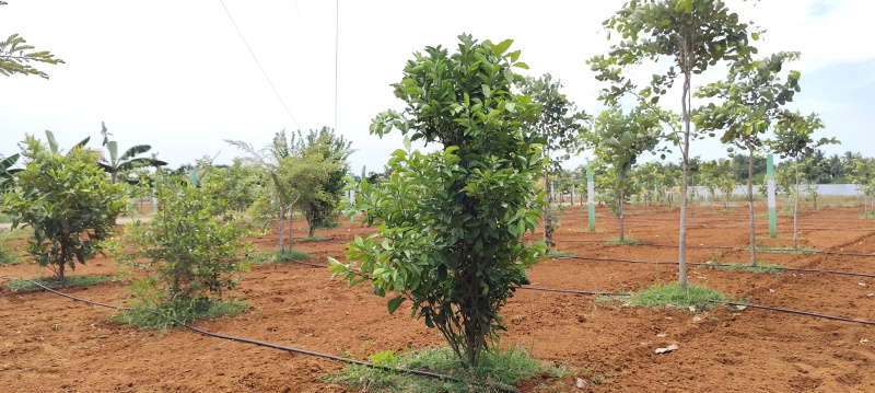  Agricultural Land 10000 Sq.ft. for Sale in Cheyyur, Kanchipuram