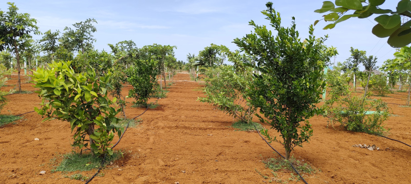  Agricultural Land 10000 Sq.ft. for Sale in Cheyyur, Kanchipuram