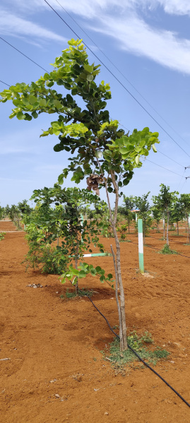 Agricultural Land 9600 Sq.ft. for Sale in East Coast Road, Chennai
