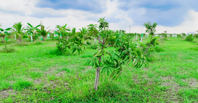  Agricultural Land 9800 Sq.ft. for Sale in Karunguzhi, Chengalpattu