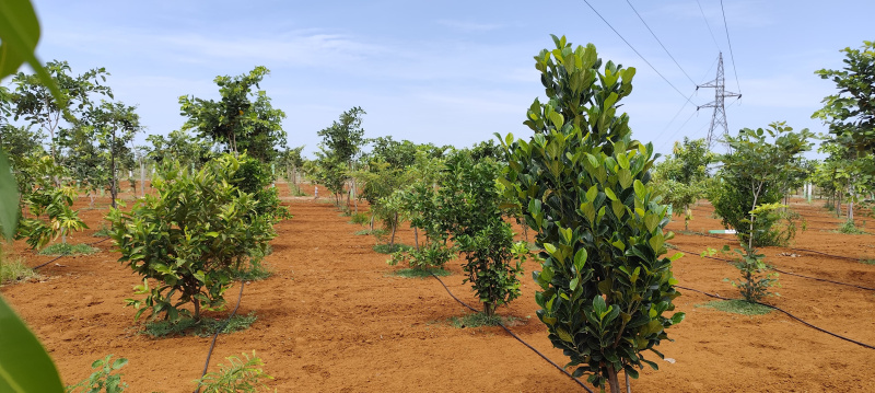  Agricultural Land 9900 Sq.ft. for Sale in Edaikazhinadu, Kanchipuram