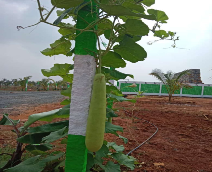  Agricultural Land 9900 Sq.ft. for Sale in Edaikazhinadu, Kanchipuram