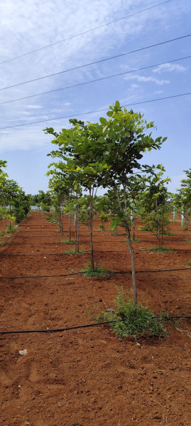  Agricultural Land 9600 Sq.ft. for Sale in Ecr To Marakanam Road, Chennai
