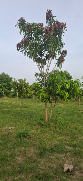  Agricultural Land 9600 Sq.ft. for Sale in Uthiramerur, Kanchipuram