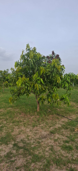  Agricultural Land 9600 Sq.ft. for Sale in Uthiramerur, Kanchipuram