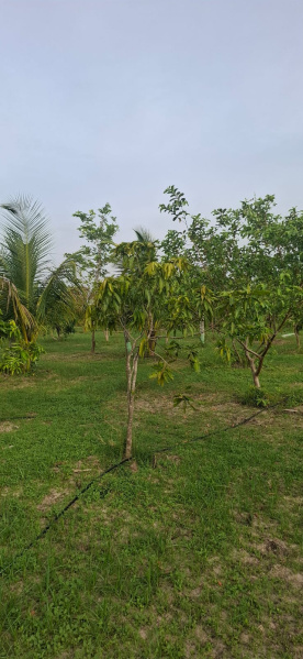  Agricultural Land 9600 Sq.ft. for Sale in Uthiramerur, Kanchipuram