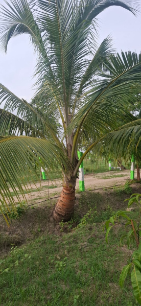  Agricultural Land 10000 Sq.ft. for Sale in Uthiramerur, Kanchipuram