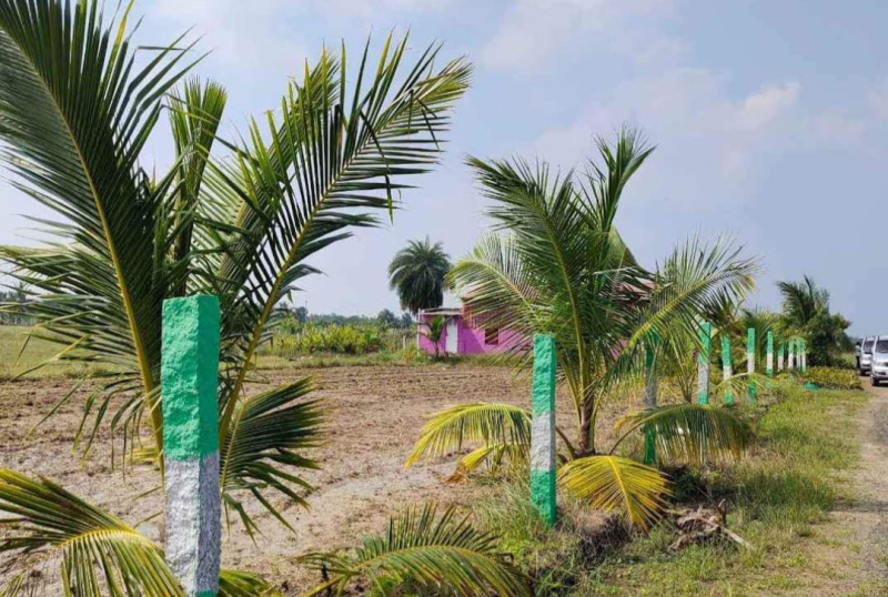  Agricultural Land 10000 Sq.ft. for Sale in Uthiramerur, Kanchipuram