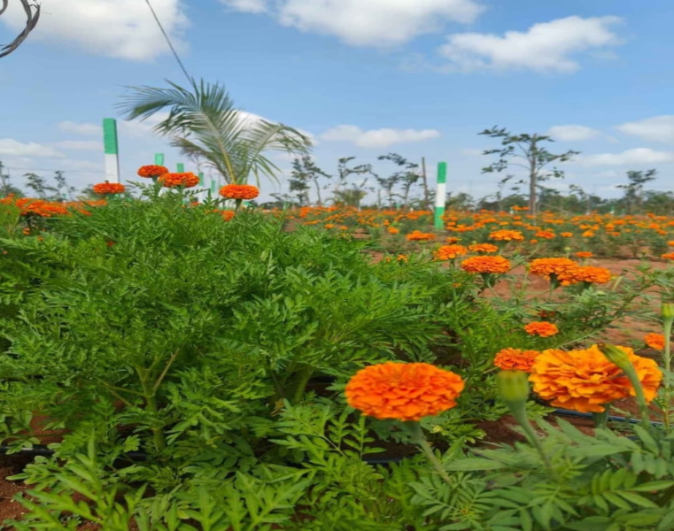  10000 Sq.ft. Agricultural/Farm Land for Sale in Melmaruvathur, Chennai