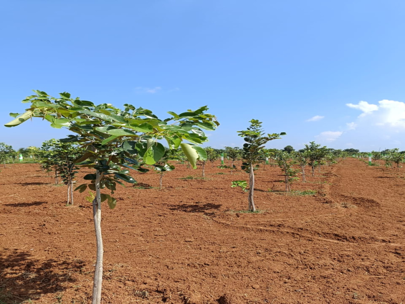  10000 Sq.ft. Agricultural/Farm Land for Sale in Melmaruvathur, Chennai