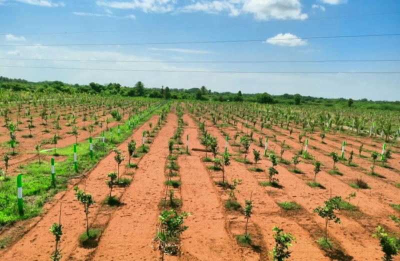  9600 Sq.ft. Agricultural/Farm Land for Sale in Melmaruvathur, Chengalpattu