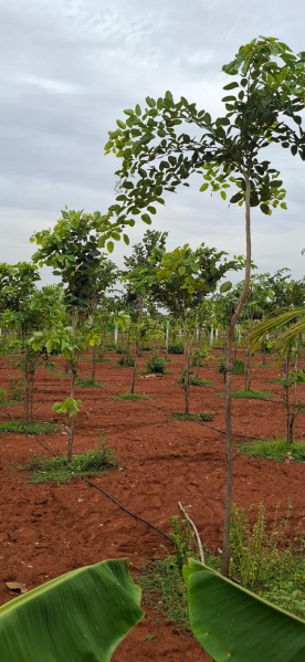  9600 Sq.ft. Agricultural/Farm Land for Sale in Poonamallee, Chennai