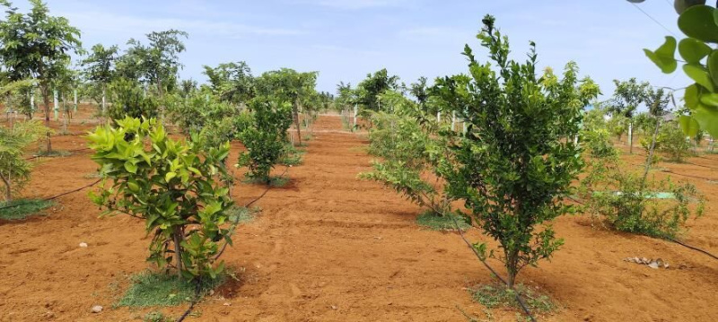  9800 Sq.ft. Agricultural/Farm Land for Sale in Melmaruvathur, Chennai