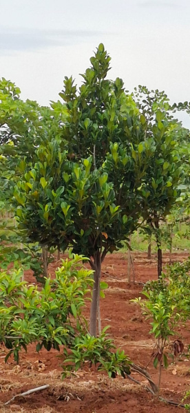  9800 Sq.ft. Agricultural/Farm Land for Sale in Melmaruvathur, Chengalpattu