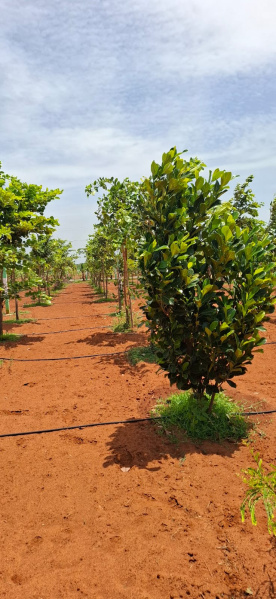  10000 Sq.ft. Agricultural/Farm Land for Sale in Melmaruvathur, Chengalpattu