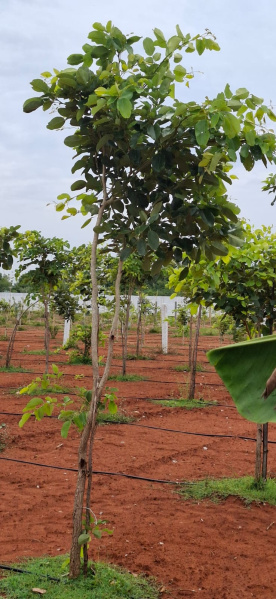  10000 Sq.ft. Agricultural/Farm Land for Sale in Melmaruvathur, Chengalpattu