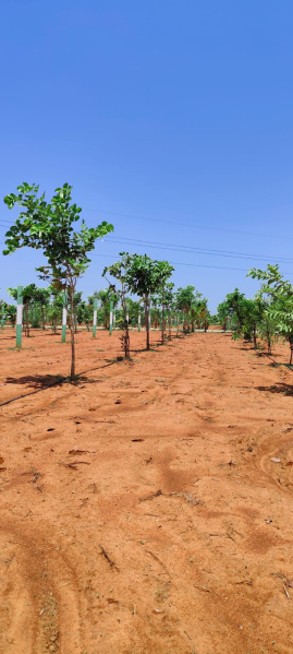  10000 Sq.ft. Agricultural/Farm Land for Sale in Walajabad, Kanchipuram