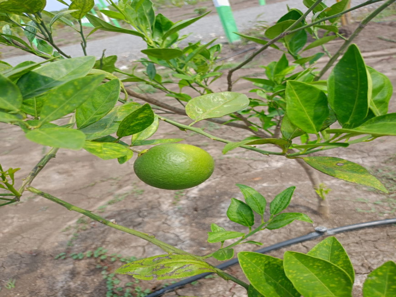  10000 Sq.ft. Agricultural/Farm Land for Sale in Mamandur, Chengalpattu