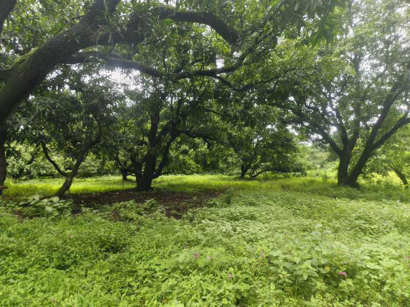  Residential Plot 1 Acre for Sale in Agarsure, Alibag, Raigad