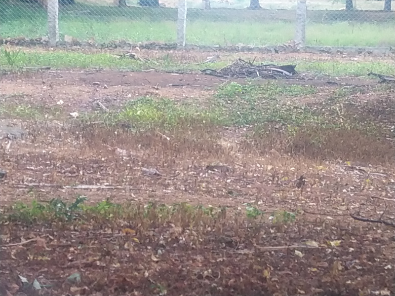  Agricultural Land 10000 Sq.ft. for Sale in Perumanallur, Tirupur