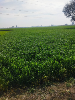  Agricultural Land for Sale in Rahon, Shahid Bhagat Singh Nagar
