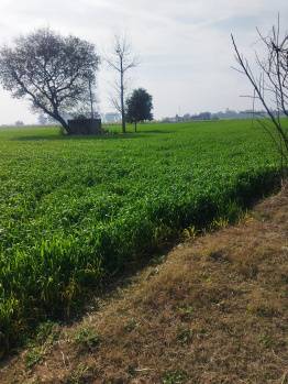  Agricultural Land for Sale in Nurpur Bedi, Ropar, Rupnagar
