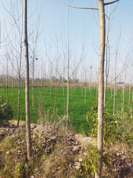  Agricultural Land for Sale in Nurpur Bedi, Ropar, Rupnagar