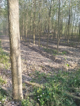  Agricultural Land for Sale in Garhshankar, Hoshiarpur