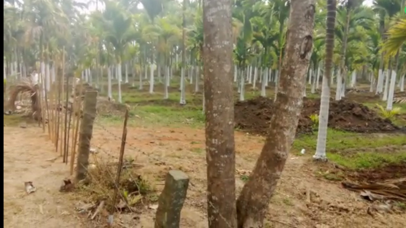  Agricultural Land 2 Acre for Sale in Bhadravati, Shimoga