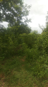  Agricultural Land for Sale in Nongpoh, Ri-Bhoi