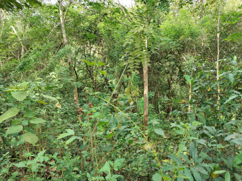  Agricultural Land for Sale in Enmakaje, Kasaragod