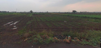  Agricultural Land for Rent in Miraj Road, Sangli