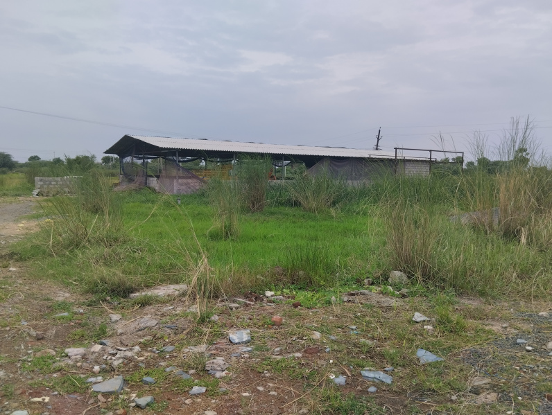  Agricultural Land 80 Cent for Sale in Peda Vadlapudi, Vijayawada