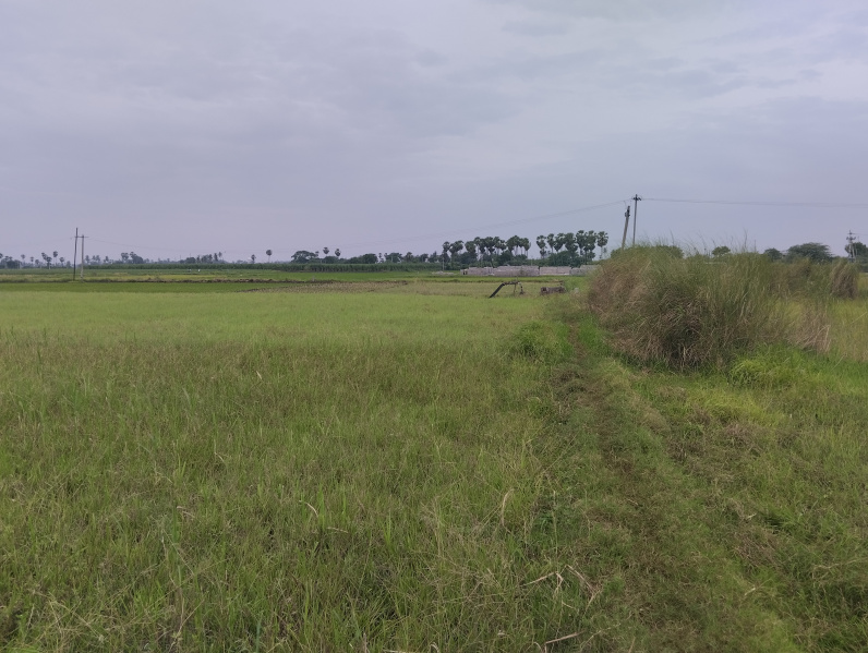  Agricultural Land 80 Cent for Sale in Peda Vadlapudi, Vijayawada