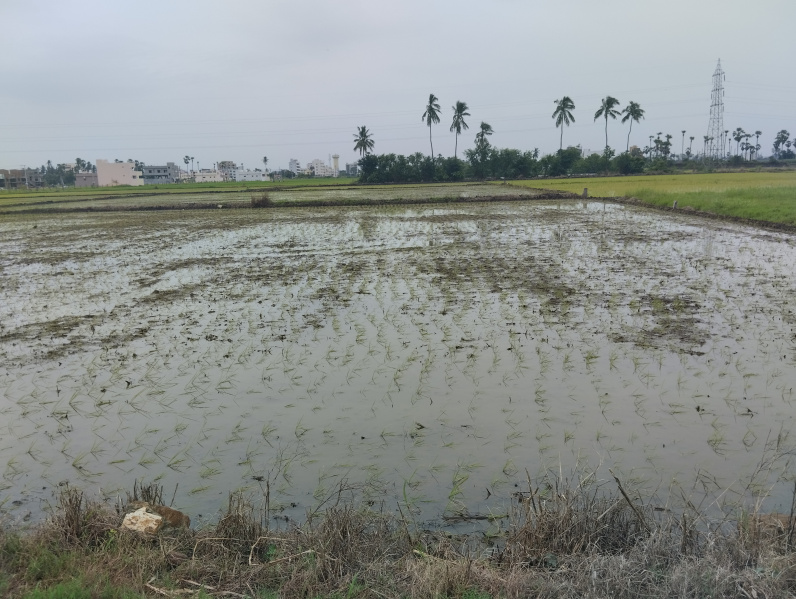  Agricultural Land 80 Cent for Sale in Peda Vadlapudi, Vijayawada