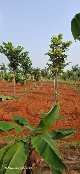  9600 Sq.ft. Agricultural/Farm Land for Sale in Melmaruvathur, Chennai