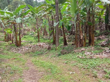  Agricultural Land for Sale in Sirumalai, Dindigul