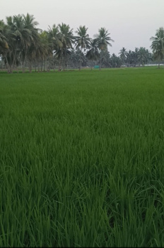  Agricultural Land for Sale in Palakollu, West Godavari