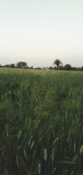  Agricultural Land for Sale in Berasia Road, Bhopal