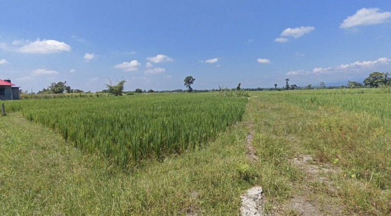  Agricultural Land 8 Bigha for Sale in Naxalbari, Darjeeling