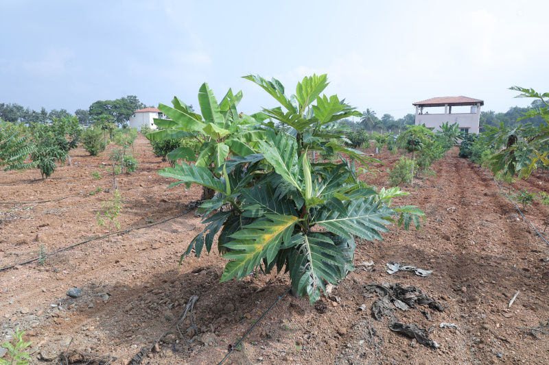  Residential Plot 65334 Sq.ft. for Sale in BEML Layout 6th Stage, Thubarahalli, Bangalore