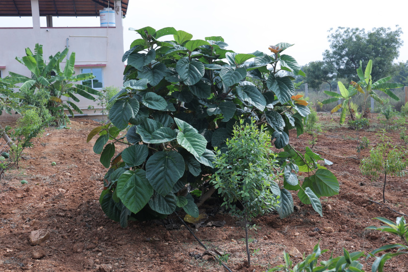  Residential Plot 65334 Sq.ft. for Sale in BEML Layout 6th Stage, Thubarahalli, Bangalore