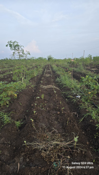  Agricultural Land for Sale in Narayankhed, Sangareddy