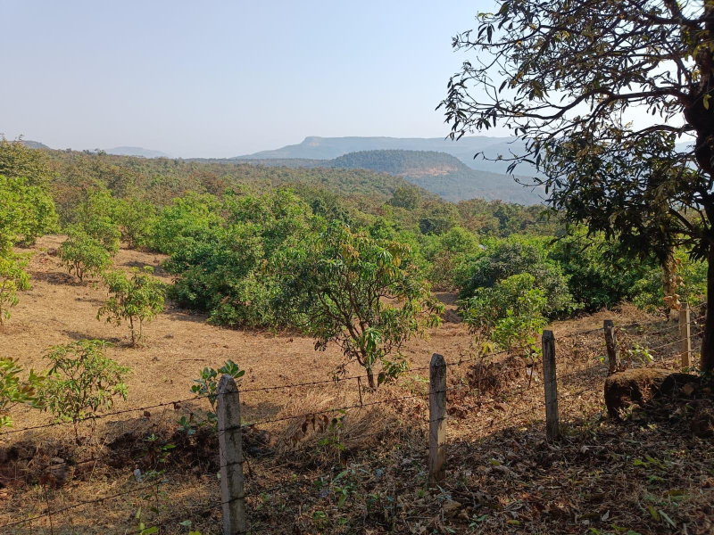  Agricultural Land 3 Acre for Sale in Mhasla, Raigad