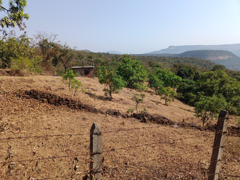  Agricultural Land 3 Acre for Sale in Mhasla, Raigad