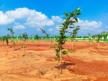  Agricultural Land for Sale in Acharapakkam, Chengalpattu